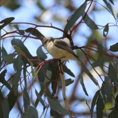 Smicrornis brevirostris (Weebill) at Coree, ACT - 17 Apr 2020 by RodDeb