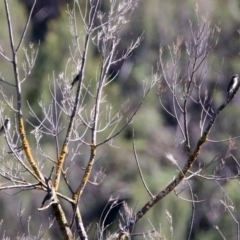 Caligavis chrysops (Yellow-faced Honeyeater) at Uriarra Recreation Reserve - 17 Apr 2020 by RodDeb