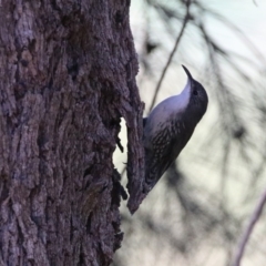Cormobates leucophaea (White-throated Treecreeper) at Uriarra Recreation Reserve - 17 Apr 2020 by RodDeb