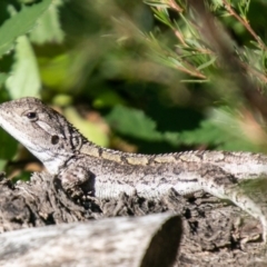 Amphibolurus muricatus (Jacky Lizard) at Coree, ACT - 17 Apr 2020 by SWishart