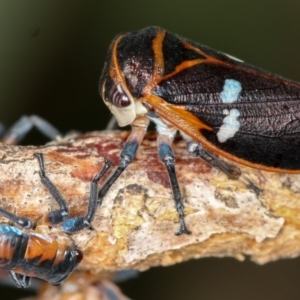 Eurymela fenestrata at Dunlop, ACT - 25 Mar 2013 11:30 AM