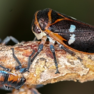 Eurymela fenestrata (Gum tree leafhopper) at Dunlop, ACT - 25 Mar 2013 by Bron