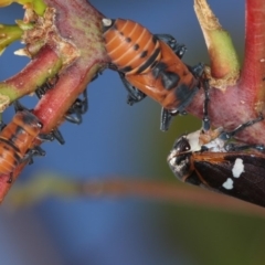 Eurymela fenestrata at Dunlop, ACT - 25 Mar 2013 11:30 AM