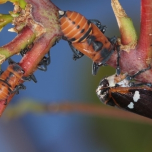 Eurymela fenestrata at Dunlop, ACT - 25 Mar 2013 11:30 AM