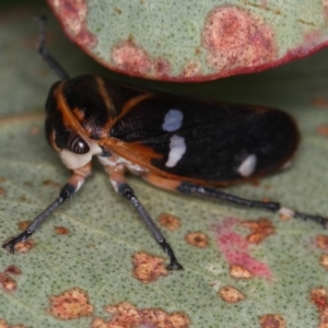 Eurymela fenestrata at Dunlop, ACT - 25 Mar 2013 11:30 AM