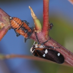 Eurymela fenestrata at Dunlop, ACT - 25 Mar 2013 11:30 AM