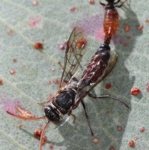 Tiphiidae (family) at Dunlop, ACT - 25 Mar 2013 11:45 AM