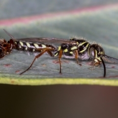 Tiphiidae (family) (Unidentified Smooth flower wasp) at West Belconnen Pond - 25 Mar 2013 by Bron