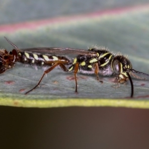 Tiphiidae (family) at Dunlop, ACT - 25 Mar 2013 11:47 AM