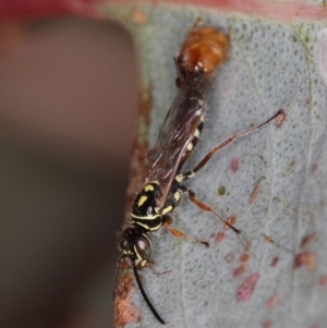 Tiphiidae (family) at Dunlop, ACT - 25 Mar 2013