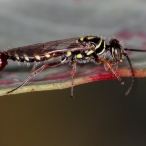 Tiphiidae (family) at Dunlop, ACT - 25 Mar 2013 11:47 AM