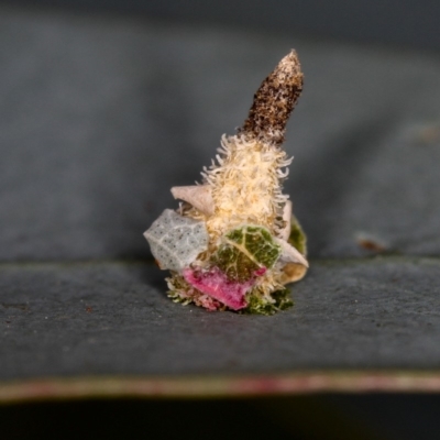 Psychidae (family) IMMATURE (Unidentified case moth or bagworm) at Dunlop, ACT - 25 Mar 2013 by Bron