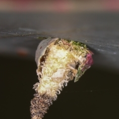 Psychidae (family) IMMATURE at Dunlop, ACT - 25 Mar 2013 11:57 AM