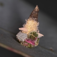 Psychidae (family) IMMATURE at Dunlop, ACT - 25 Mar 2013 11:57 AM