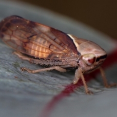 Brunotartessus fulvus (Yellow-headed Leafhopper) at Dunlop, ACT - 25 Mar 2013 by Bron