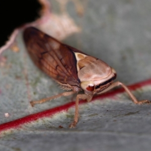 Brunotartessus fulvus at Dunlop, ACT - 25 Mar 2013 12:35 PM