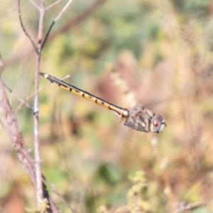 Hemicordulia tau at Coree, ACT - 17 Apr 2020