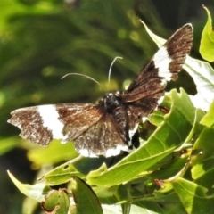 Eutrichopidia latinus (Yellow-banded Day-moth) at Tuggeranong DC, ACT - 18 Apr 2020 by JohnBundock