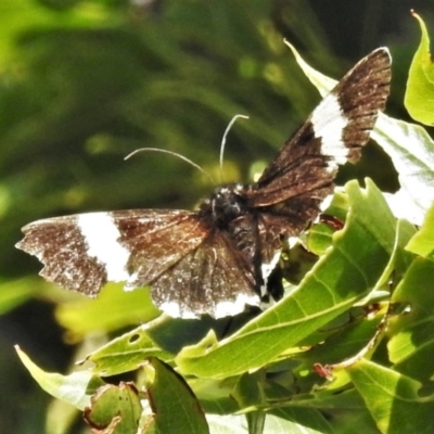 Eutrichopidia latinus (Yellow-banded Day-moth) at Rob Roy Range - 18 Apr 2020 by JohnBundock