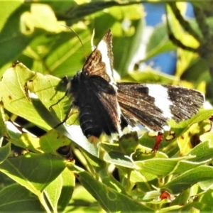 Eutrichopidia latinus at Tuggeranong DC, ACT - 19 Apr 2020