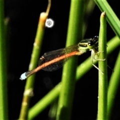 Ischnura aurora (Aurora Bluetail) at Rob Roy Range - 19 Apr 2020 by JohnBundock