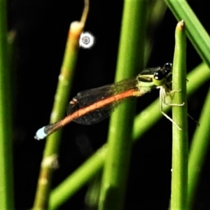 Ischnura aurora at Tuggeranong DC, ACT - 19 Apr 2020 10:37 AM