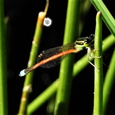 Ischnura aurora (Aurora Bluetail) at Tuggeranong DC, ACT - 19 Apr 2020 by JohnBundock