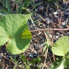 Ipomoea purpurea (Common Morning Glory) at Tuggeranong DC, ACT - 18 Apr 2020 by Mike