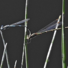 Austrolestes leda (Wandering Ringtail) at Rob Roy Range - 19 Apr 2020 by JohnBundock