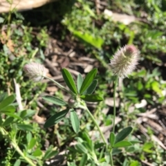 Trifolium arvense var. arvense (Haresfoot Clover) at Deakin, ACT - 19 Apr 2020 by KL