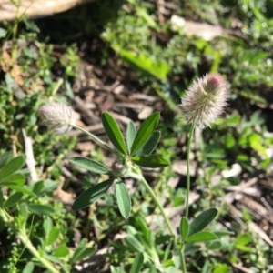 Trifolium arvense var. arvense at Deakin, ACT - 19 Apr 2020 02:08 PM