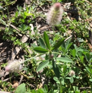 Trifolium arvense var. arvense at Deakin, ACT - 19 Apr 2020