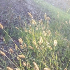 Setaria pumila (Pale Pigeon Grass) at Jerrabomberra, ACT - 19 Apr 2020 by Mike