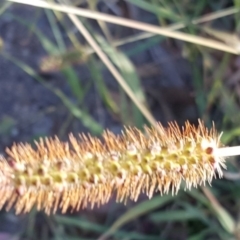 Setaria pumila at Jerrabomberra, ACT - 19 Apr 2020