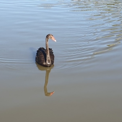 Cygnus atratus (Black Swan) at Gordon, ACT - 19 Apr 2020 by ChrisHolder