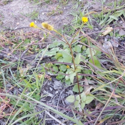 Bidens pilosa (Cobbler's Pegs, Farmer's Friend) at Jerrabomberra, ACT - 19 Apr 2020 by Mike