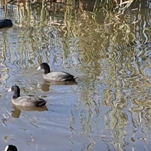 Fulica atra at Gordon, ACT - 19 Apr 2020