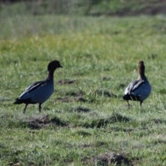 Chenonetta jubata (Australian Wood Duck) at Mount Clear, ACT - 17 Apr 2020 by ChrisHolder