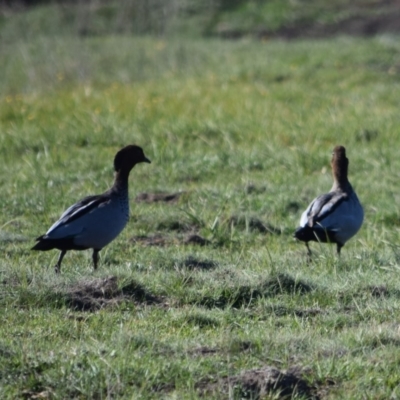 Chenonetta jubata (Australian Wood Duck) at Namadgi National Park - 16 Apr 2020 by ChrisHolder