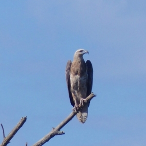 Haliaeetus leucogaster at Bega, NSW - 14 Apr 2020