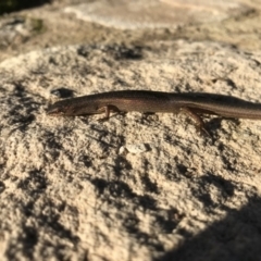 Saproscincus mustelinus (Weasel Skink) at Hughes, ACT - 19 Apr 2020 by TexanReptilian