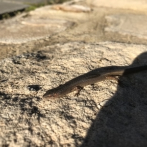 Saproscincus mustelinus at Hughes, ACT - 19 Apr 2020