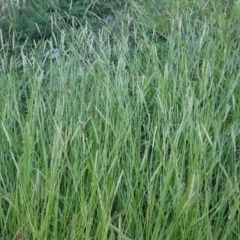 Setaria sp. (Pigeon Grass) at Tuggeranong DC, ACT - 18 Apr 2020 by Mike