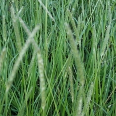 Setaria sp. at Tuggeranong DC, ACT - 19 Apr 2020