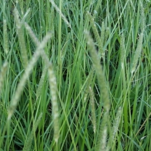 Setaria sp. at Tuggeranong DC, ACT - 19 Apr 2020