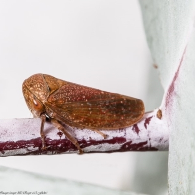 Katipo rubrivenosa (A leafhopper) at Latham, ACT - 17 Apr 2020 by Roger