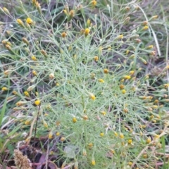 Schkuhria pinnata (Curious Weed, Dwarf Mexican Marigold) at Jerrabomberra, ACT - 19 Apr 2020 by Mike