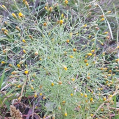 Schkuhria pinnata (Curious Weed, Dwarf Mexican Marigold) at Jerrabomberra, ACT - 19 Apr 2020 by Mike