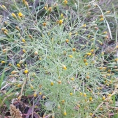 Schkuhria pinnata (Curious Weed, Dwarf Mexican Marigold) at Jerrabomberra, ACT - 18 Apr 2020 by Mike