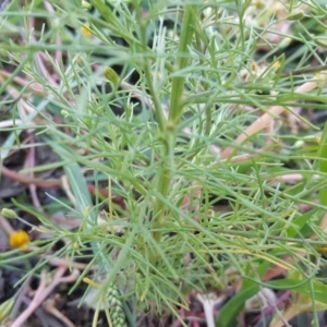 Schkuhria pinnata at Jerrabomberra, ACT - 19 Apr 2020